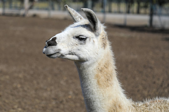 Close up of Llama head and face