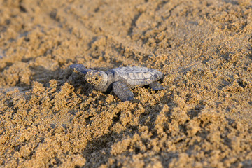 Nord Zypern,  Alagadi Turtle Project