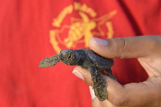 Nord Zypern,  Alagadi Turtle Project