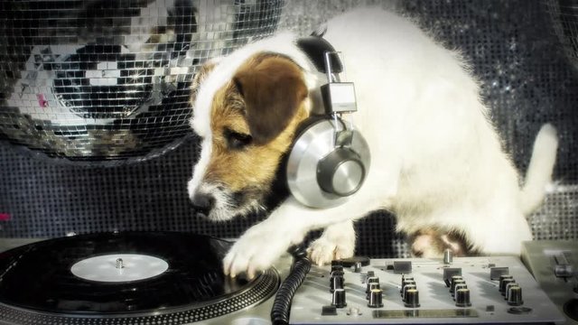 dog disco