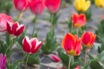 花畑のチューリップ