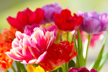 Blumenstrauß mit bunten Tulpen 
