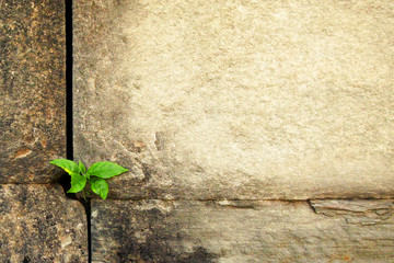 Sprout germinate through the stones 2