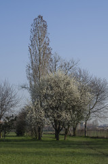 Alberi in primavera
