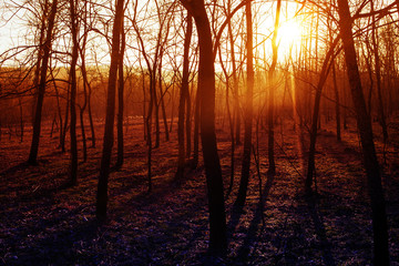 forest in the evening