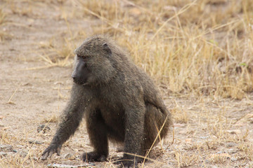 Wilde Paviane in Afrika Uganda