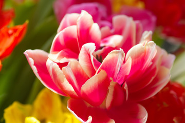 Fototapeta premium Leuchtende Tulpenblüten