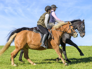 dynamischer Ausritt auf einer Wiese