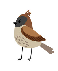 Sparrow funny cartoon bird