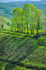 Fototapeta na wymiar Countryside and green meadow with trees