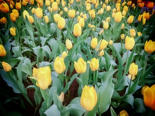 Beautiful yellow tulips in the garden.