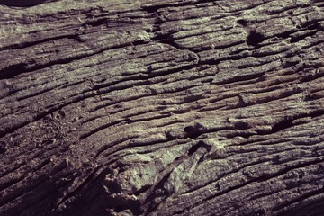 Beautiful patterns on wood decay.