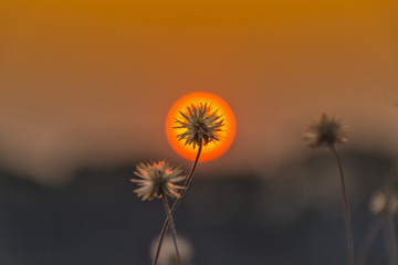 Close-up of grass flower with a background in the center of the sun, at sunset