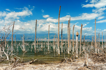 salt lake, the trunks of the trees without leaves in the water, Lake Enriquillo