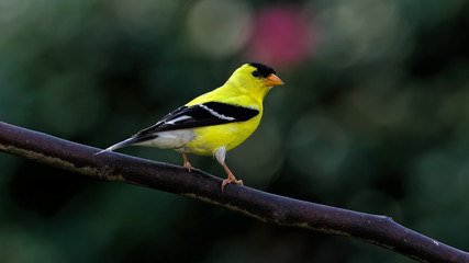Goldfinch Perched in the Garden
