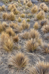 Graminée de la pampa argentine