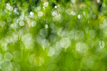 Multiple bokeh of drops of water on grass
