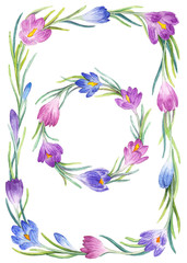 Watercolor hand-drawn illustration of crocuses on white background (isolated)