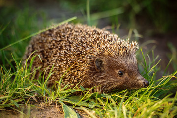 Hedgehog