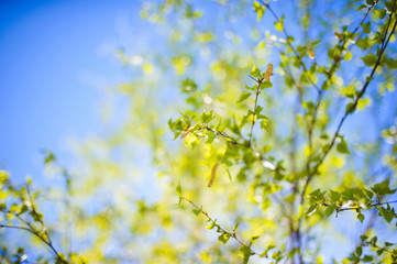 Branch of Birch and Blue Sky