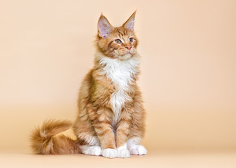 red striped Maine Coon kitten on a beige background