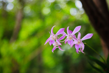 pink Orchid flowers on green natural background
