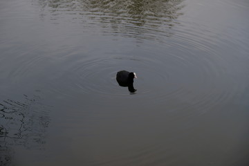 black duck