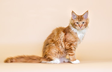 red striped Maine Coon kitten