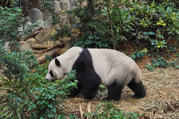 Fototapeta premium Giant white panda