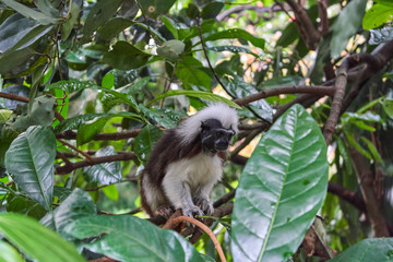 Fototapeta premium Cotton-top Tamarin monkey