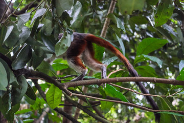 Cotton-top Tamarin monkey tail
