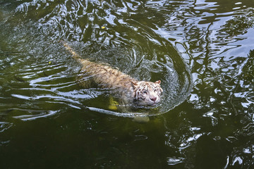 White tiger in the water