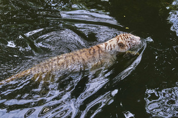 White tiger in the water