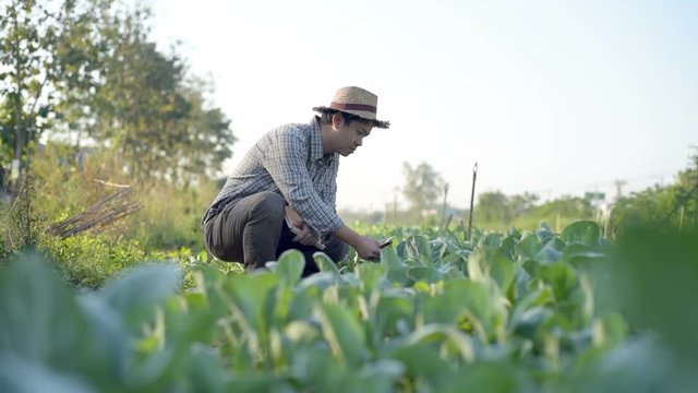 Asian farmer checking kale in his farm.
