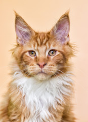 red striped Maine Coon kitten on a beige background