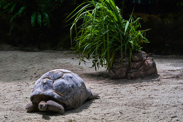 Aldabra giant tortoise