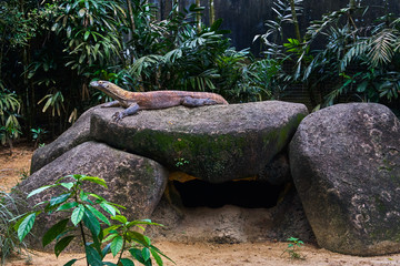 Komodo dragon lizard