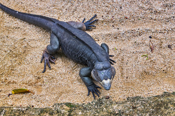 Rhinoceros iguana on the sand