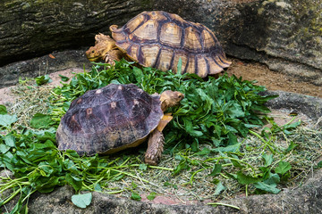 Aldabra giant tortoise