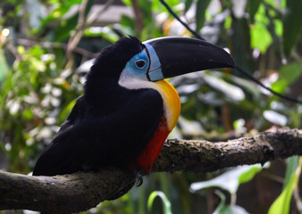 Beautiful toucan bird