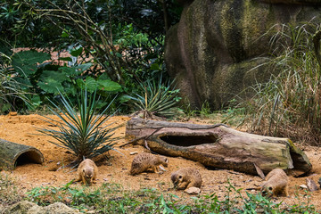 Group of Meerkats