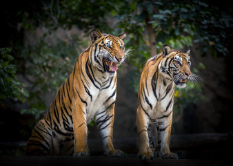 Fototapeta na wymiar Two tigers relax in the natural environment of the zoo.