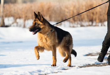 Shepherd dog runs on a leash