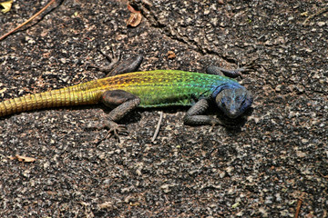 Common flat lizard, Platysaurus intermedius, on rocks in Matopos National Park, Zimbabwe