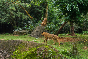 Cheetah is on the jungle forest