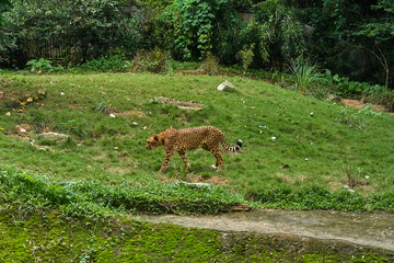 Naklejka na ściany i meble Cheetah is on the jungle forest