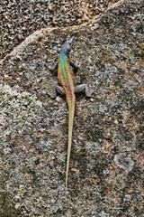 Naklejka na ściany i meble Common flat lizard, Platysaurus intermedius, on rocks in Matopos National Park, Zimbabwe