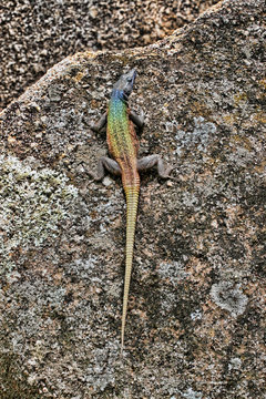 Common flat lizard, Platysaurus intermedius, on rocks in Matopos National Park, Zimbabwe