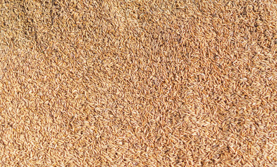 Background - not threshed rice grains which dry under the sun.