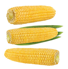 Fresh corn isolated on white background with clipping path